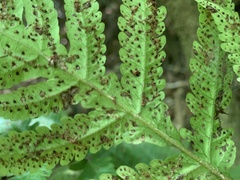 Tectaria subfuscipes