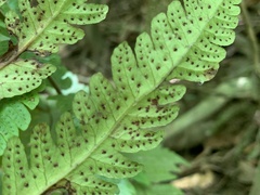 Tectaria subfuscipes