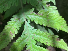 Tectaria subfuscipes