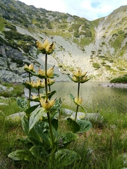 Gentiana punctata