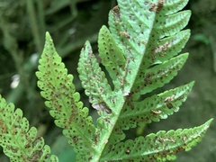 Tectaria subfuscipes