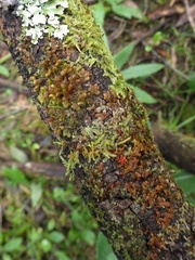 Frullania falciloba
