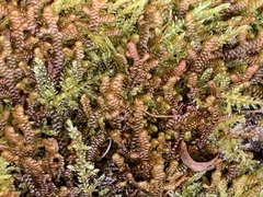 Frullania falciloba