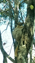 Lepilemur ruficaudatus