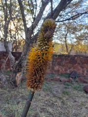 Aloe spicata