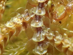 Frullania falciloba