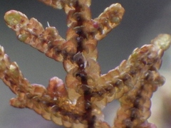 Frullania falciloba