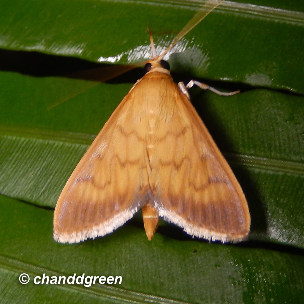 Crypsiptya