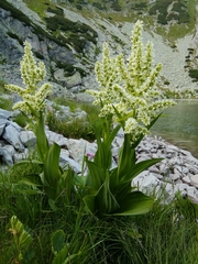 Veratrum album