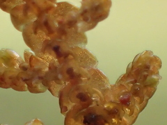 Frullania falciloba