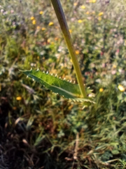 Sonchus arvensis