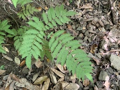 Pteris longipes
