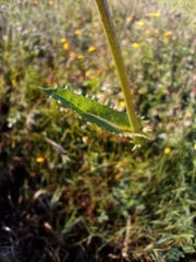Sonchus arvensis
