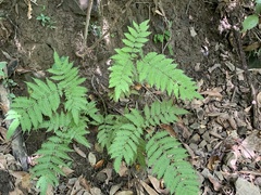 Pteris longipes