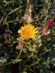 Sonchus arvensis