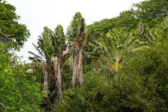 Ravenala
