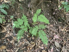 Pteris longipes