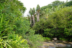 Ravenala