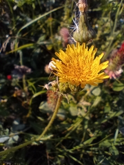 Sonchus arvensis