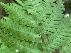Pteris longipes