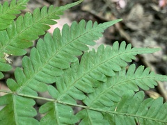 Pteris longipes