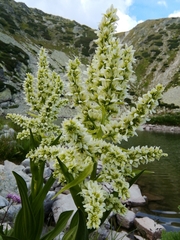 Veratrum album