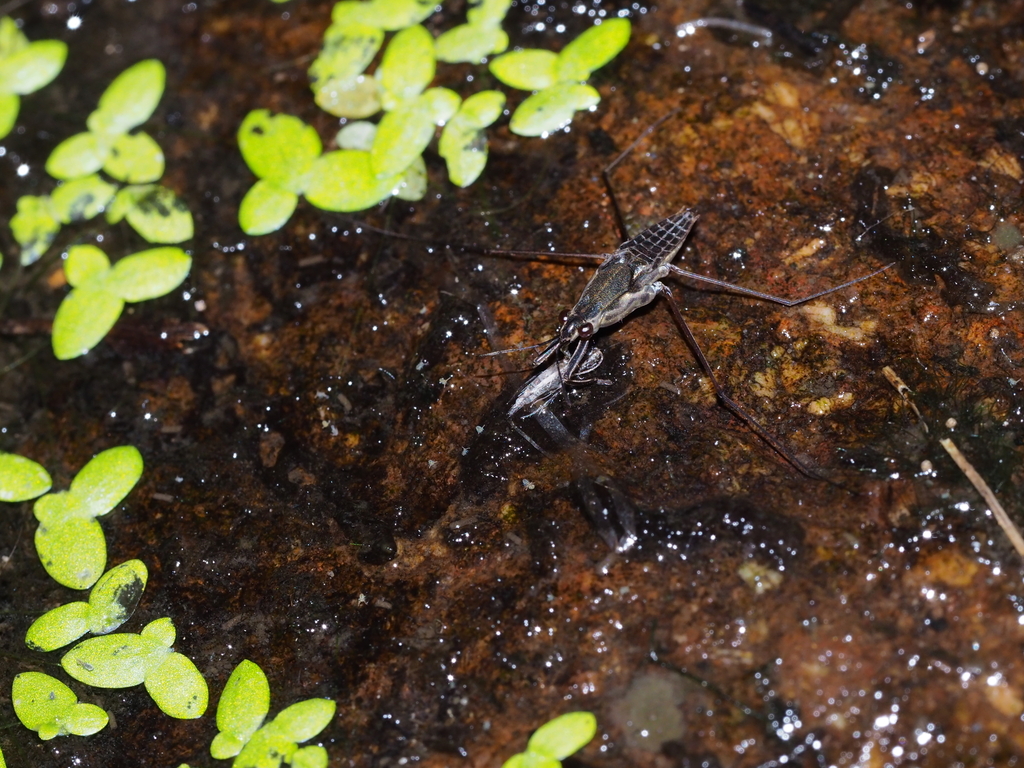 Gerris nepalensis