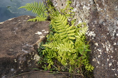 Polypodiopsida