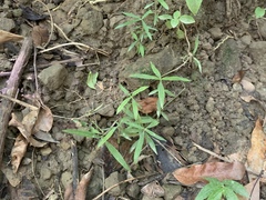 Scleromitrion sirayanum
