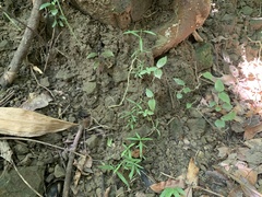 Scleromitrion sirayanum