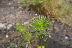 Cyperus