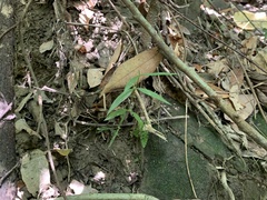 Scleromitrion sirayanum