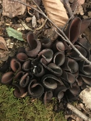 Wynnea americana