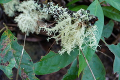 Lecanoromycetes