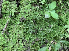 Selaginella devolii