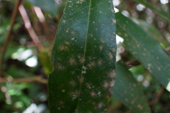 Lecanoromycetes