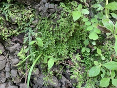 Selaginella devolii