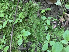 Selaginella devolii