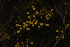 Acacia restiacea
