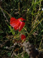 Papaver rhoeas