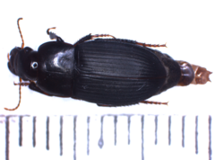 Anisodactylus nemorivagus