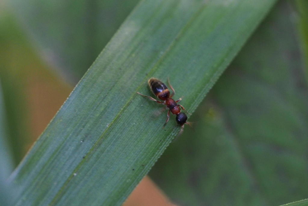 Myrmosa nigrofasciata