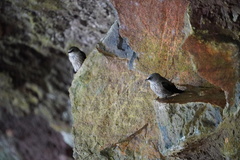 Phedina borbonica