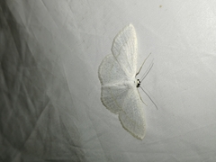 Scopula subpunctaria