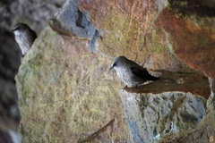Phedina borbonica