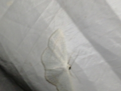 Scopula subpunctaria