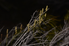 Dioscorea hastifolia