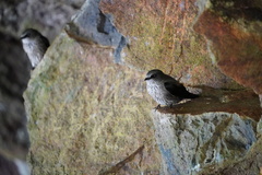 Phedina borbonica