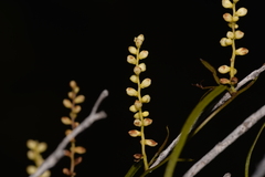 Dioscorea hastifolia