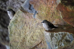 Phedina borbonica